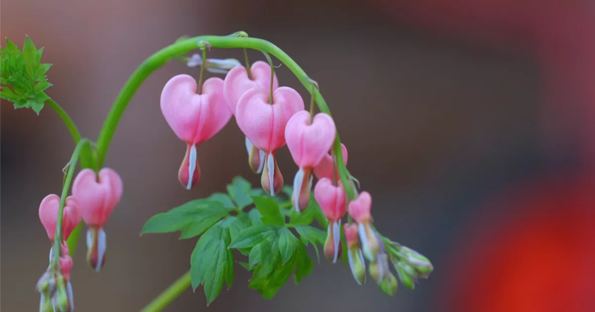  - Tränendes Herz - Einpflanzen im Garten