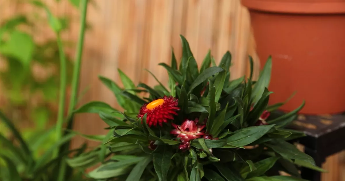  - Garten-Strohblume - Einpflanzen in ein Gefäß