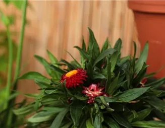 Garten-Strohblume - Einpflanzen in ein Gefäß