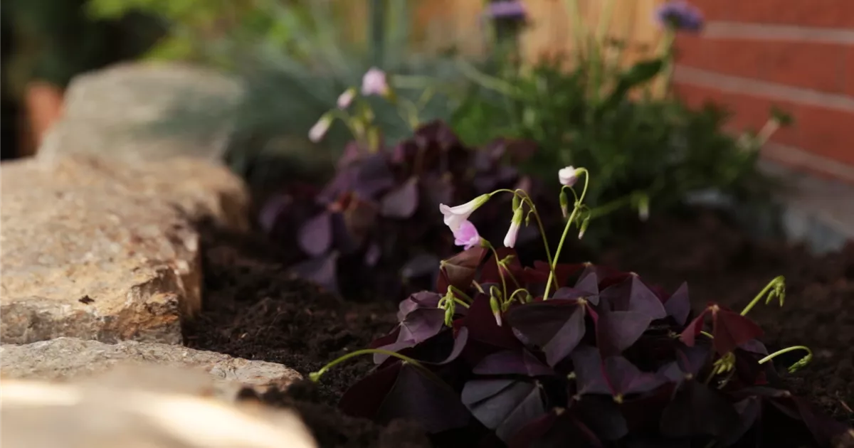 - Glücksklee - Einpflanzen im Garten