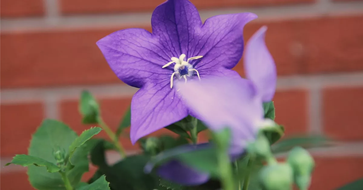  - Ballonblume- Einpflanzen im Garten