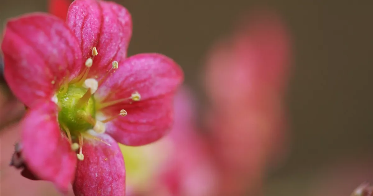  - Moossteinbrech - Einpflanzen im Garten