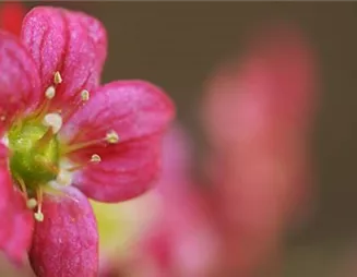 Moossteinbrech - Einpflanzen im Garten Moossteinbrech - Einpflanzen im Garten