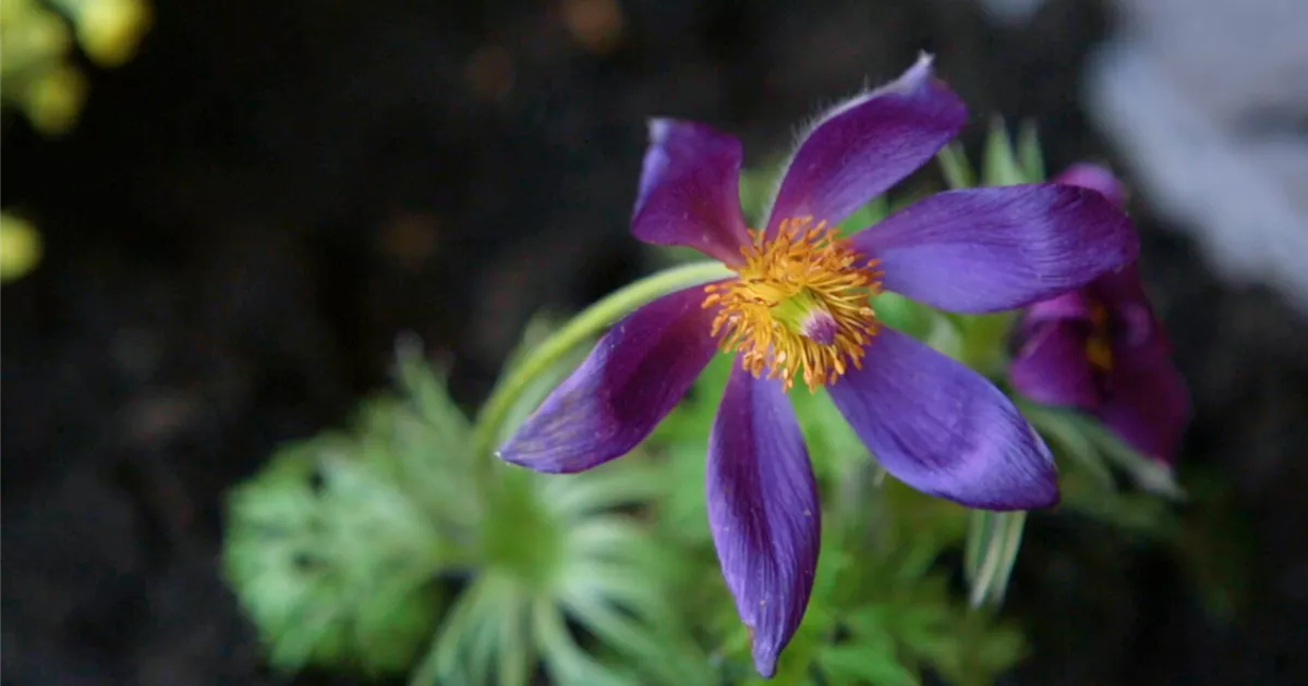  - Küchenschelle - Einpflanzen im Garten
