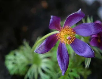 Küchenschelle - Einpflanzen im Garten Küchenschelle - Einpflanzen im Garten