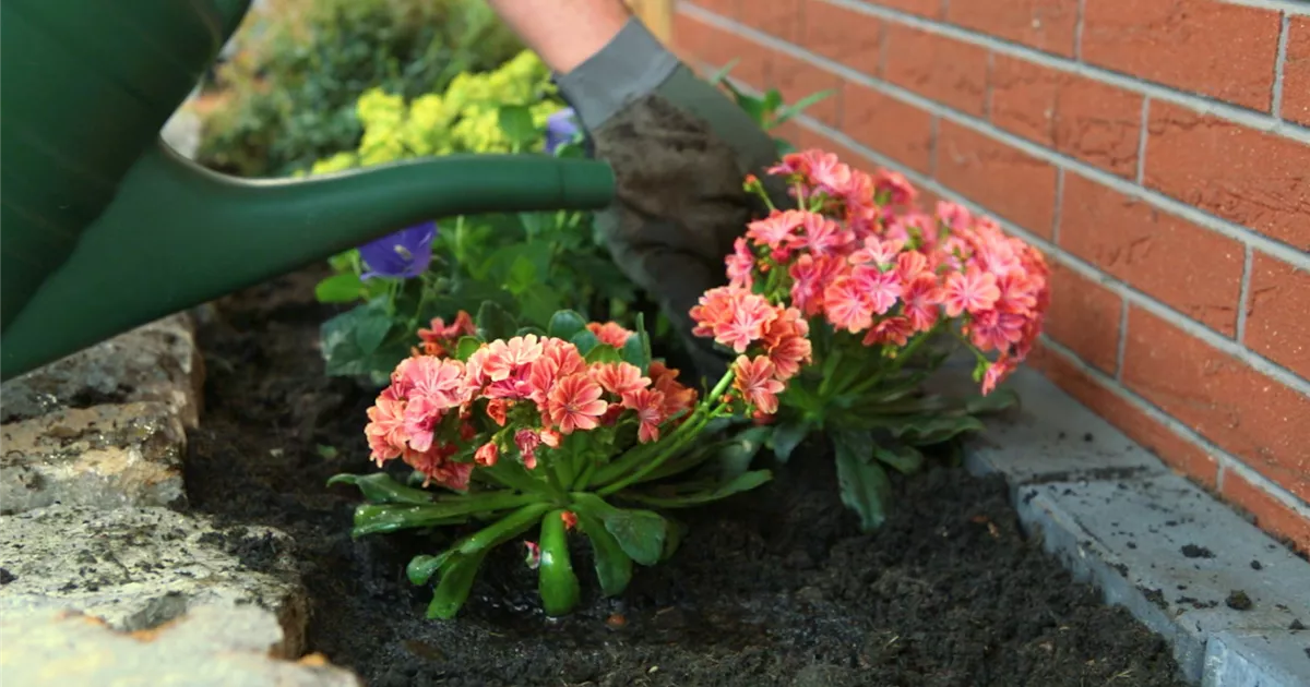  - Gewöhnliche Bitterwurz - Einpflanzen im Garten