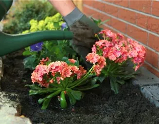 Gewöhnliche Bitterwurz - Einpflanzen im Garten Gewöhnliche Bitterwurz - Einpflanzen im Garten