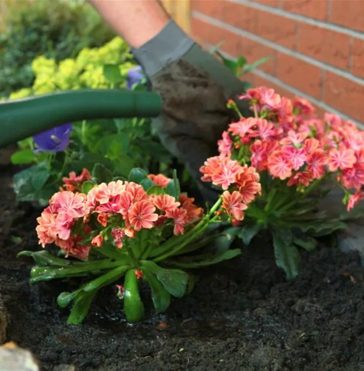 Gewöhnliche Bitterwurz - Einpflanzen im Garten