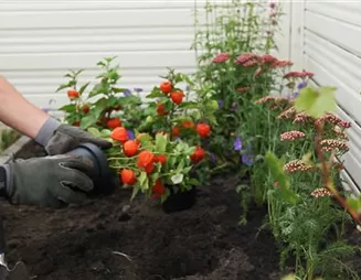 Physalis - Einpflanzen im Garten Physalis - Einpflanzen im Garten