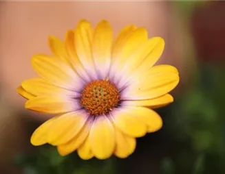 Kapkörbchen - Einpflanzen in den Garten