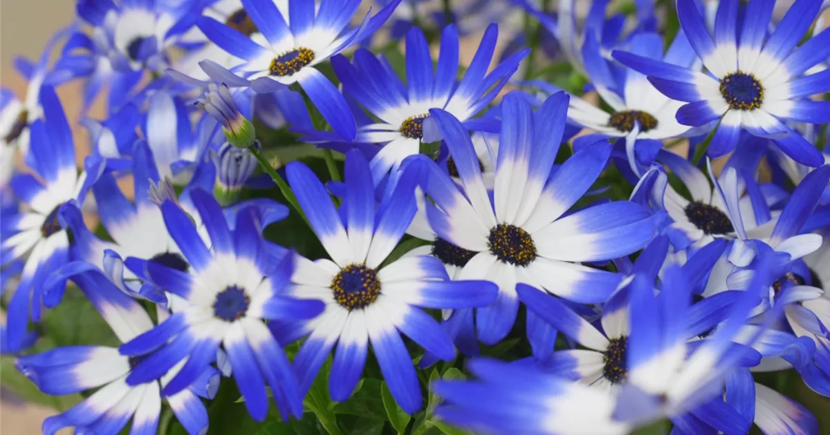  - Aschenblumen - Einpflanzen im Garten