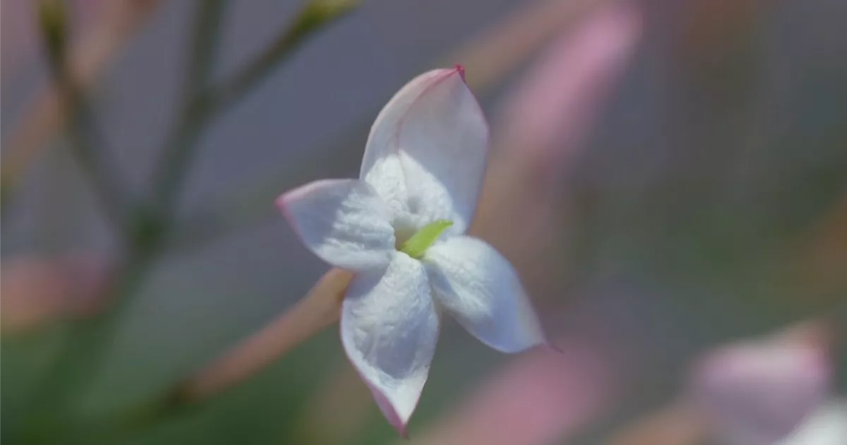 - Zimmerjasmin - Einpflanzen in ein Gefäß
