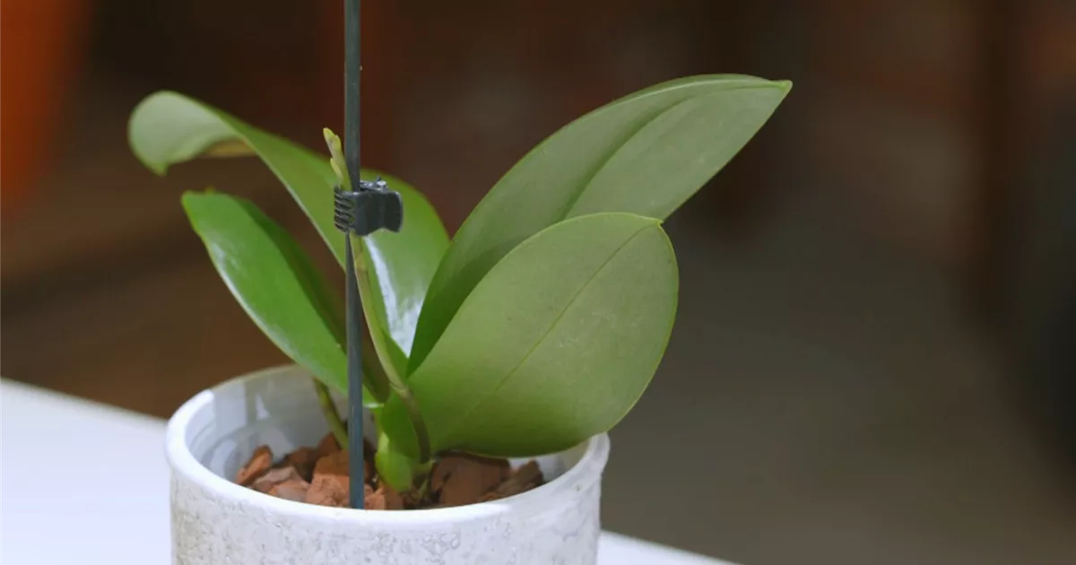 - Orchideen pflegen