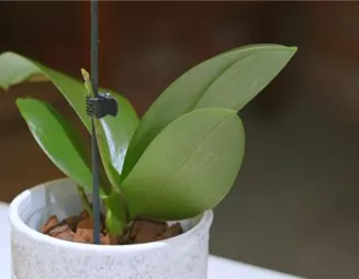 Orchideen pflegen