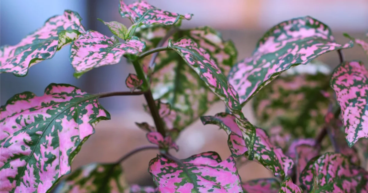  - Punktblatt - Einpflanzen im Garten