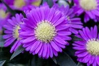 - Astern – Die Stars in Ihrem Garten  - Astern – Die Stars in Ihrem Garten