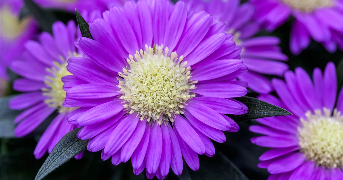  - Astern – Die Stars in Ihrem Garten