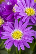 Aster novi-belgii - Glattblatt-Aster