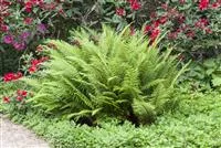 - Farne im Garten  - Farne im Garten