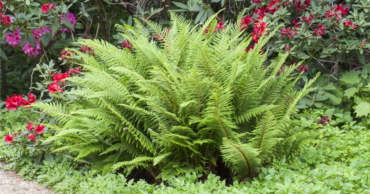 - Farne im Garten