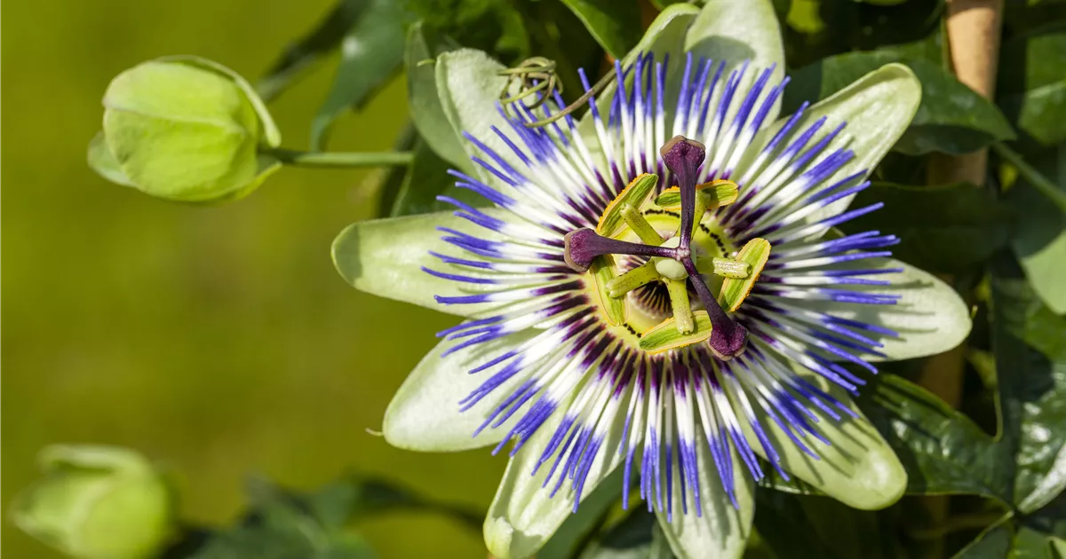  - Passionsblumen wachsen uns ans Herz