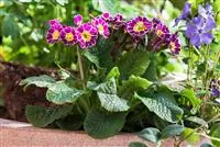 - Tolle Frühblüher starten bunt ins Gartenjahr  - Tolle Frühblüher starten bunt ins Gartenjahr