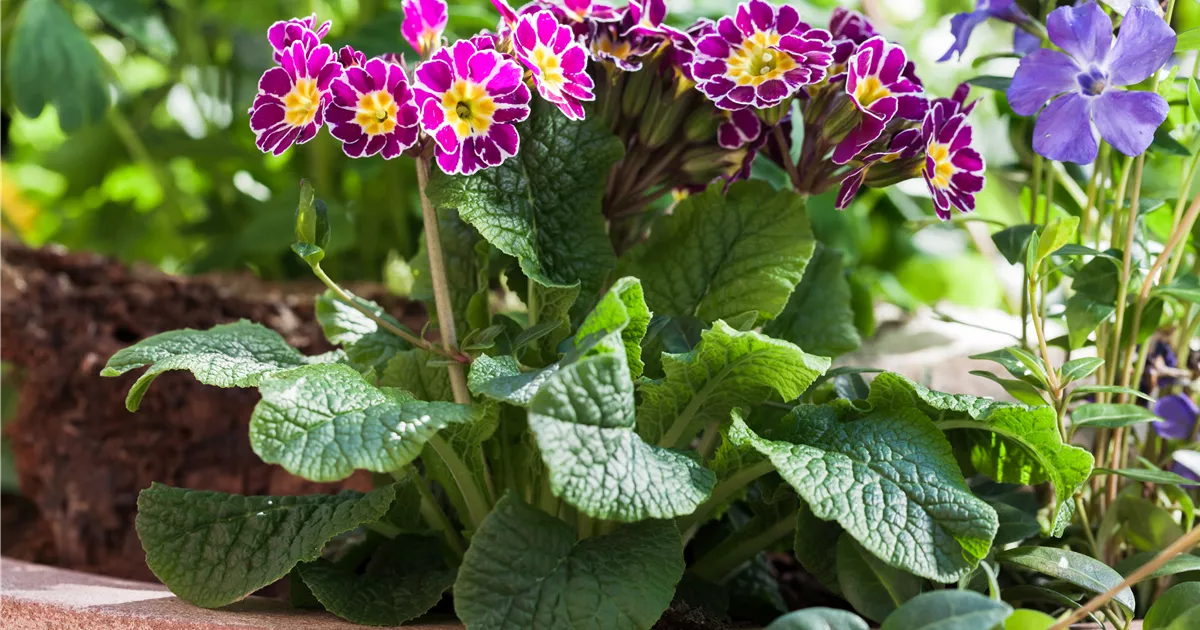  - Tolle Frühblüher starten bunt ins Gartenjahr
