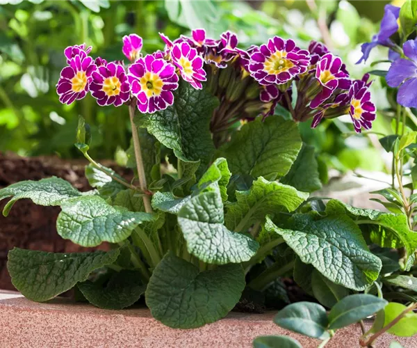 - Tolle Frühblüher starten bunt ins Gartenjahr  - Tolle Frühblüher starten bunt ins Gartenjahr