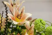 - Lilien – Königinnen im Garten  - Lilien – Königinnen im Garten