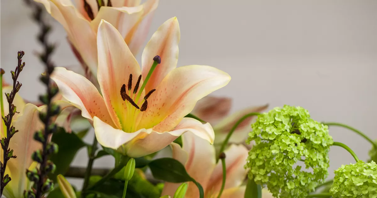  - Lilien – Königinnen im Garten