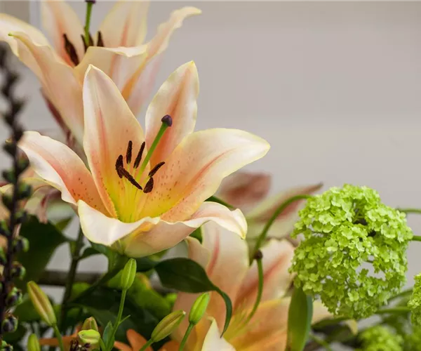 - Lilien – Königinnen im Garten  - Lilien – Königinnen im Garten
