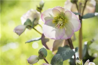 Helleborus x ericsmithii Sally's Shell - Christrose