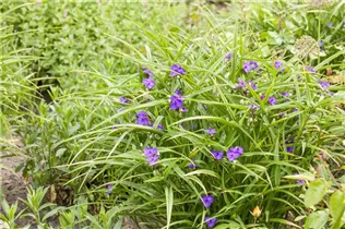  - Tradescantia andersoniana