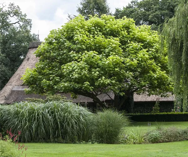 - Frühjahrskur für Ihren Rasen  - Frühjahrskur für Ihren Rasen