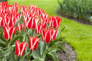  - Tulipa greigii
