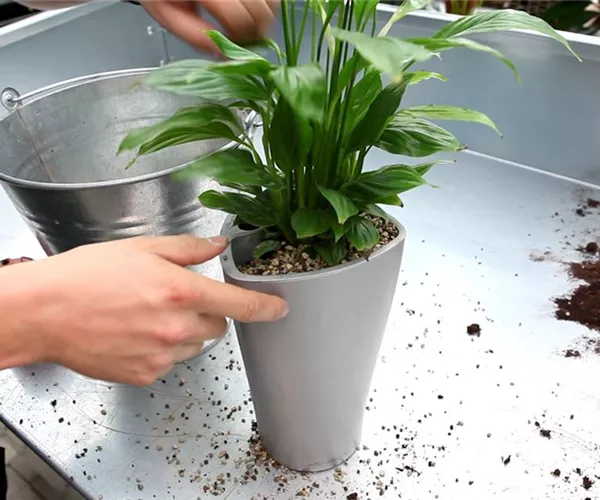  - Einblatt - Einpflanzen in ein Gefäß