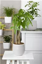 Pachira aquatica - Glückskastanie Pachira aquatica - Glückskastanie