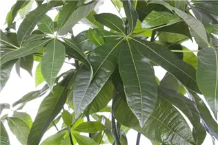 Pachira aquatica - Glückskastanie Pachira aquatica - Glückskastanie