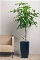 Pachira aquatica - Glückskastanie Pachira aquatica - Glückskastanie