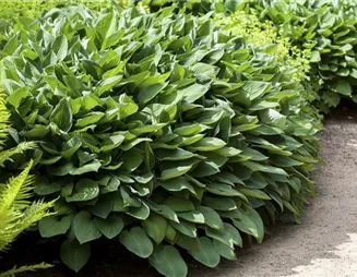 Die Funkie – der Allrounder im Garten