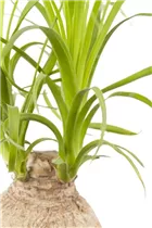 Beaucarnea recurvata - Elefantenfuß Beaucarnea recurvata - Elefantenfuß