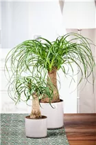 Beaucarnea recurvata - Elefantenfuß Beaucarnea recurvata - Elefantenfuß