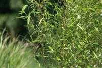 - Bambus – das exotische Multitalent im Garten  - Bambus – das exotische Multitalent im Garten