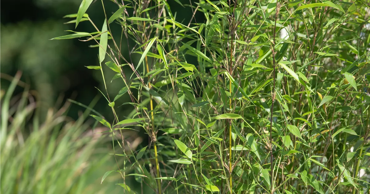  - Bambus – das exotische Multitalent im Garten