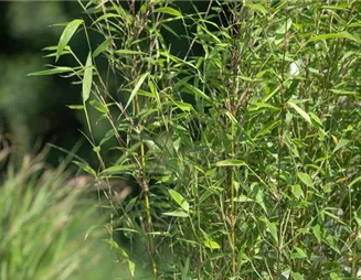 Bambus – das exotische Multitalent im Garten