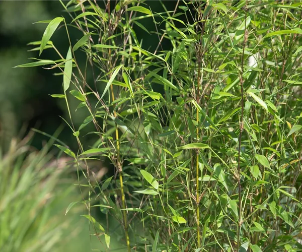  - Bambus – das exotische Multitalent im Garten