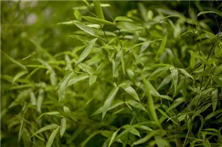 Phyllostachys aureosulcata - Gelber Bambus