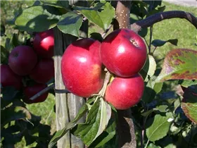 Malus domestica 'Lane´s Prince Albert' - Apfel 'Lane´s Prince Albert'