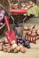 - Ab in den Garten – Blumenzwiebeln im Frühjahr einpflanzen  - Ab in den Garten – Blumenzwiebeln im Frühjahr einpflanzen