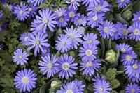 - Anemonen – zarte Windröschen im Garten  - Anemonen – zarte Windröschen im Garten